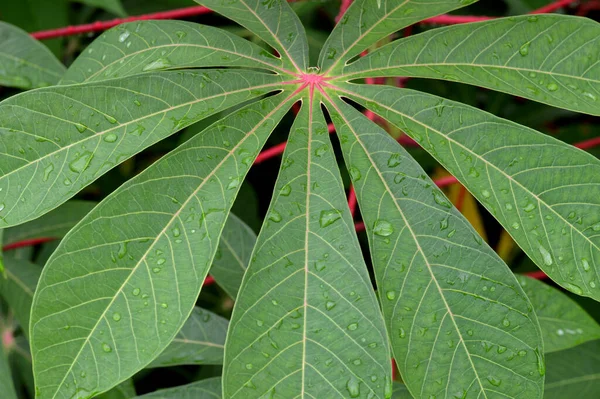 Harmatcseppek Víz Zöld Levelek Cassava Növények Manihot Esculenta — Stock Fotó