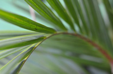 Dypsis lutescens bitkisi, ayrıca altın kamış palmiyesi, areca palmiyesi, sarı kelebek palmiyesi olarak da bilinir. Tropikal ormanda yeşil palmiye yaprakları