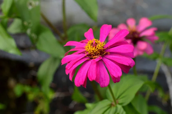 Red Zinnia Young Age 상향적 인진나이아 Common Zinnia 상향적 인진나이아 — 스톡 사진