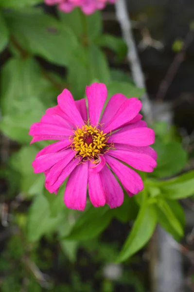 Red Zinnia Young Age 상향적 인진나이아 Common Zinnia 상향적 인진나이아 — 스톡 사진