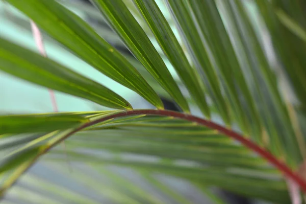 Dypsis Lutescens Planta Também Conhecida Como Palmeira Cana Ouro Palmeira — Fotografia de Stock