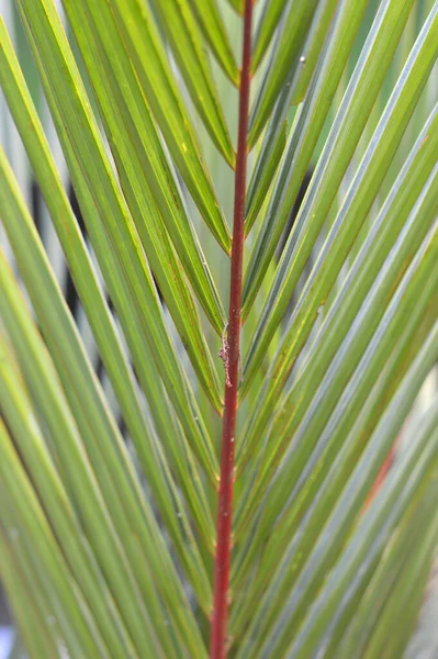 Dypsis Lutescens Rostlina Také Známý Jako Zlatá Třtina Palma Areca — Stock fotografie