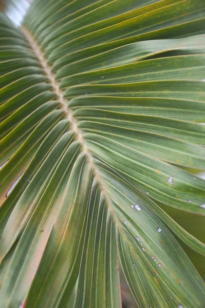 石榴属植物 又称金杖棕榈 扁桃树棕榈 黄蝴蝶棕榈 热带森林中的绿色棕榈叶 — 图库照片