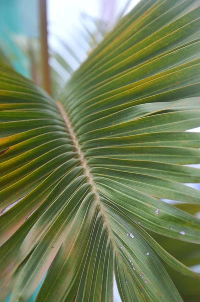 Dypsis Lutescens Planta Também Conhecida Como Palmeira Cana Ouro Palmeira — Fotografia de Stock