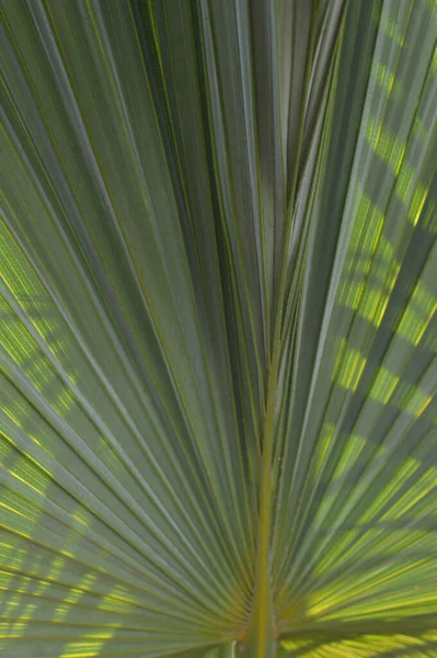 Dypsis Lutescens Roślin Znany Również Jako Złote Trzciny Palmowej Areca — Zdjęcie stockowe