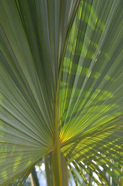 Dypsis Lutescens Planta Também Conhecida Como Palmeira Cana Ouro Palmeira — Fotografia de Stock