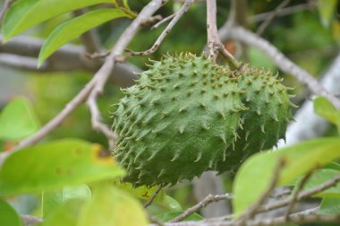 natural soursop green (Annona muricata L.) ripe on the tree clipart
