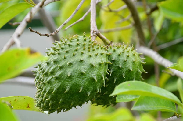 在树上成熟的天然酸草绿 Annona Muricata — 图库照片