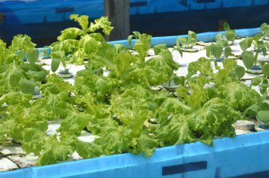 Hidrofonik tekniklerle yetiştirilmiş taze yeşil sebze bitkilerinin çeşitliliği