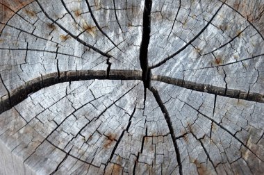 Ayrıntılı doku ve kesik ağaç kütükleri 