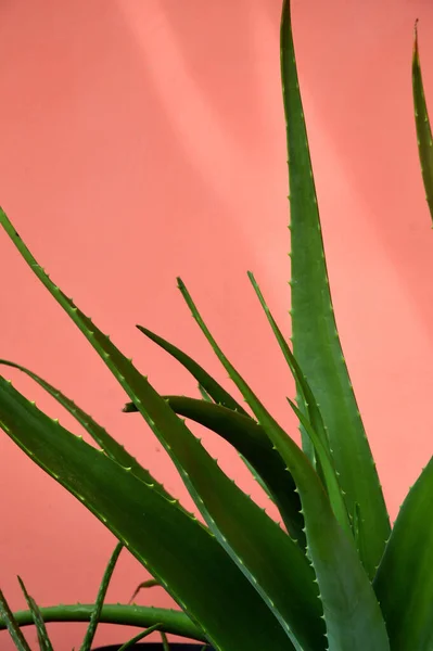 壁に対する天然アロエベラ植物 アロエBarbadensis Milleer — ストック写真