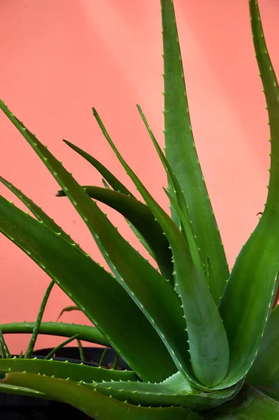 Φυσικό Φυτό Aloe Vera Aloe Barbadensis Milleer Στον Τοίχο — Φωτογραφία Αρχείου