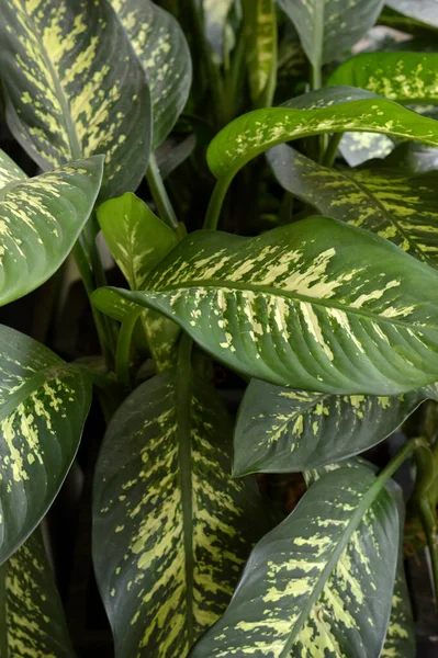 Full Inramning Dieffenbachia Blomma Hem Prydnadsväxter — Stockfoto