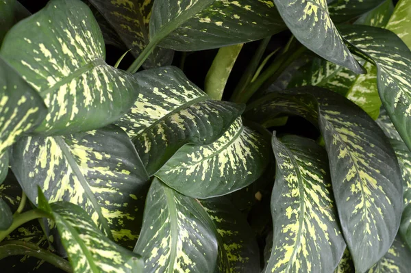 Marco Completo Flor Dieffenbachia Plantas Ornamentales Caseras —  Fotos de Stock