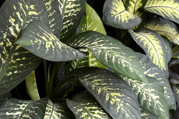 Vollständige Umrahmung Von Dieffenbachia Blüten Heimischen Zierpflanzen — Stockfoto