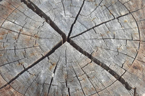 Textura Detallada Grietas Tocones Árboles Cortados — Foto de Stock