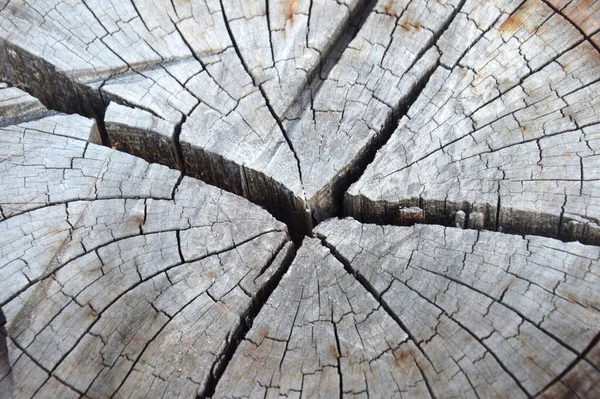 Szczegółowe Tekstury Pęknięcia Ścięte Pnie Drzew — Zdjęcie stockowe