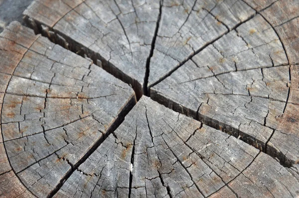 Struttura Dettagliata Fessure Tronchi Albero Tagliati — Foto Stock