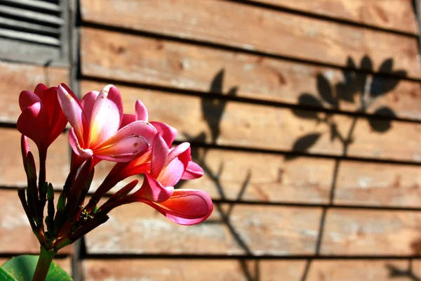 Beautiful Pink Frangipani Flowers Garden — Stock Photo, Image