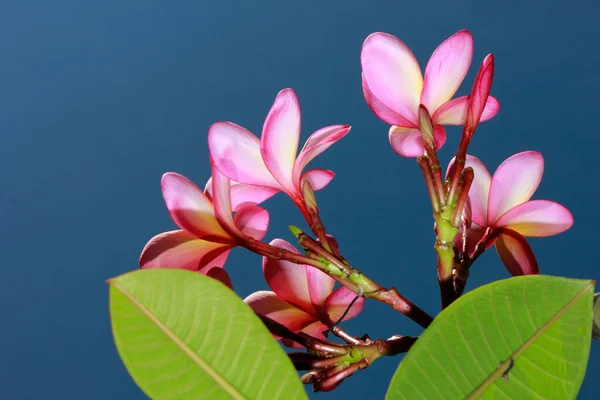 Vackra Frangipani Blommor Mot Den Blå Himlen — Stockfoto