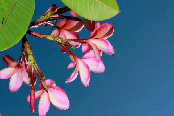 Hermosas Flores Frangipani Contra Cielo Azul —  Fotos de Stock