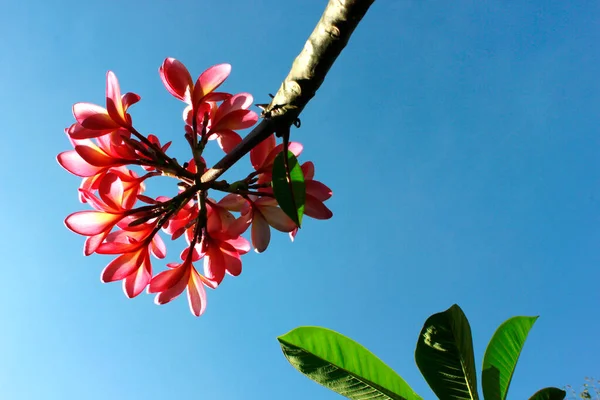 Lindas Flores Frangipani Contra Céu Azul — Fotografia de Stock