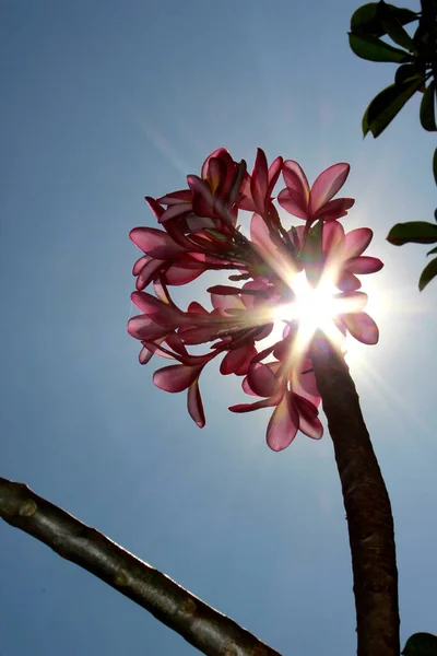 Piękne Kwiaty Frangipani Przed Błękitnym Niebem — Zdjęcie stockowe