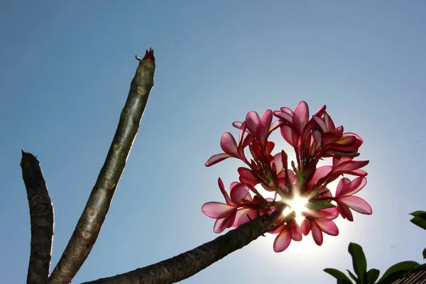 Piękne Kwiaty Frangipani Przed Błękitnym Niebem — Zdjęcie stockowe