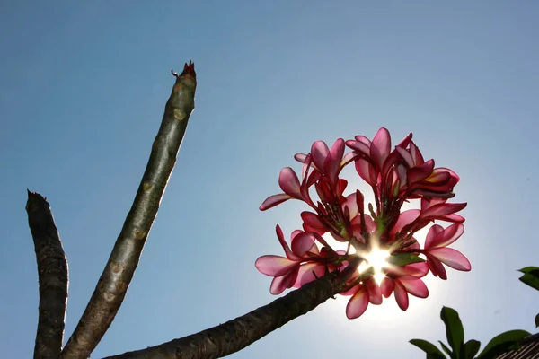 Lindas Flores Frangipani Contra Céu Azul — Fotografia de Stock