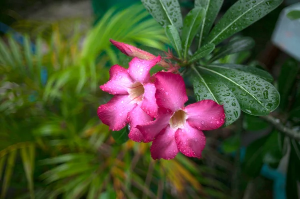 Rosa Fresca Deserto Rosa Zombar Azálea Pinkbignonia Flores Lírio Impala — Fotografia de Stock