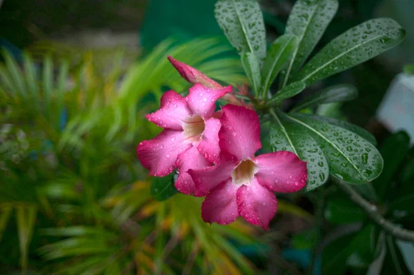 Frisch Rosa Wüstenrose Scheinazalee Pinkbignonia Oder Impala Lilie Blumen Blühen — Stockfoto