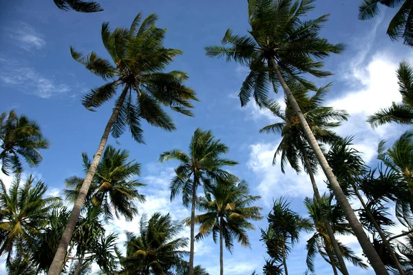 Sträcka Kokosnötsträd Kusten Agaist Blå Himmel — Stockfoto