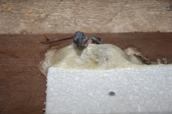 swallow\'s nest made of swallow\'s saliva perched on a cork