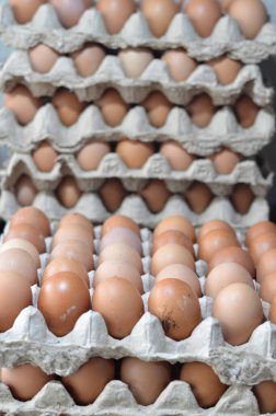 Karton yumurta yığınında tavuk yumurtası.