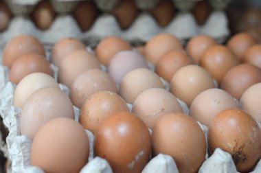 Karton yumurta yığınında tavuk yumurtası.