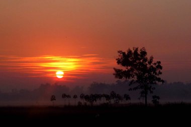 Güzel panoramik günbatımı ağaç siluetleriyle kırsalda