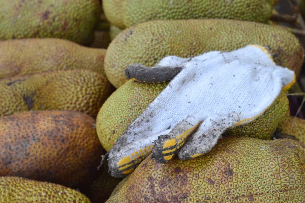 Cempedak Çoğunlukla Endonezya Malezya Bulunan Egzotik Bir Meyvedir Jackfruit Benziyor — Stok fotoğraf