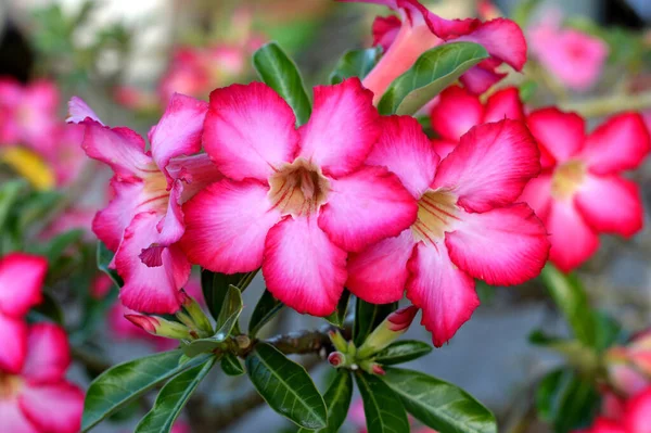 Φρέσκο Ροζ Τριαντάφυλλο Της Ερήμου Εικονική Αζαλέα Pinkbignonia Impala Λουλούδια — Φωτογραφία Αρχείου