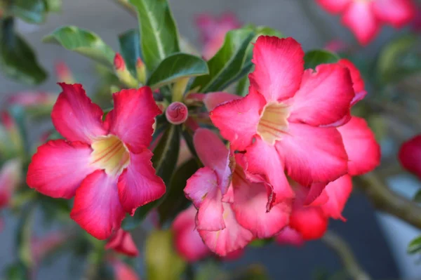 Φρέσκο Ροζ Τριαντάφυλλο Της Ερήμου Εικονική Αζαλέα Pinkbignonia Impala Λουλούδια — Φωτογραφία Αρχείου