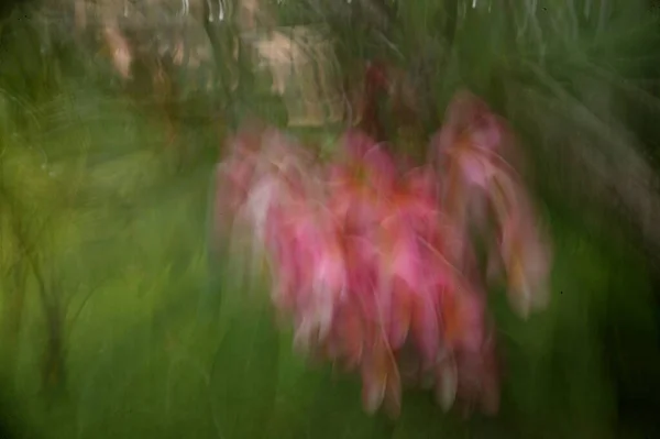 Abstrakcyjny Niewyraźne Tło Kwiat Przy Użyciu Zooming Techniki Panning — Zdjęcie stockowe