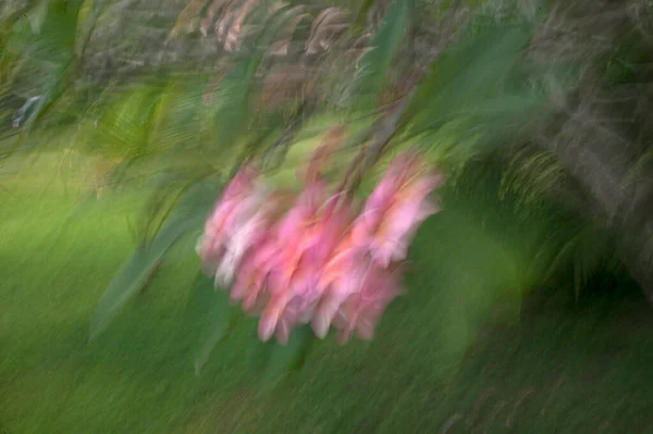 Abstrato Desfocado Flor Fundo Usando Zoom Panning Técnicas — Fotografia de Stock