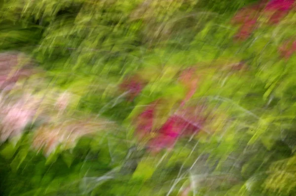 Abstract Blurred Flower Background Using Zooming Panning Techniques — Stock Photo, Image