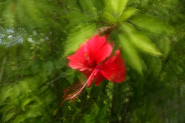 Abstrakter Verschwommener Blumenhintergrund Durch Zoom Und Schwenktechniken — Stockfoto