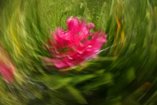 Abstrakter Verschwommener Blumenhintergrund Durch Zoom Und Schwenktechniken — Stockfoto