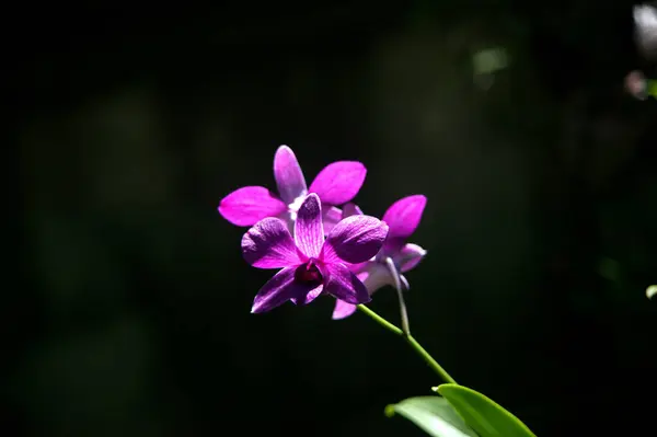 Flor Orquídea Roxa Natural Com Fundo Preto — Fotografia de Stock