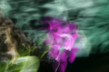 Yakınlaştırma ve tarama teknikleri kullanarak bulanık çiçek arkaplanı