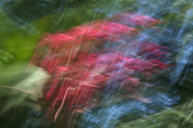 Yakınlaştırma ve tarama teknikleri kullanarak bulanık çiçek arkaplanı