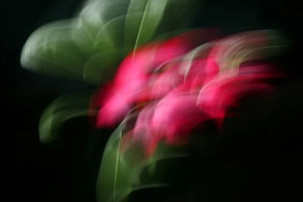 นหล งดอกไม ดเจนโดยใช เทคน คการซ มและแพน — ภาพถ่ายสต็อก