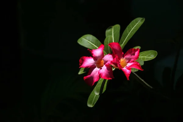 新鮮なピンクの砂漠のバラ モックツツジ ピンクビノニア またはインパラユリの花が庭に咲いています — ストック写真