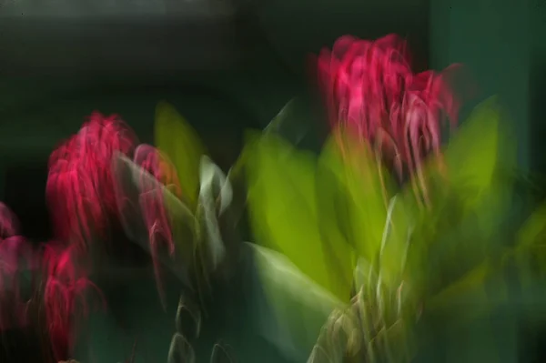 Fondo Flores Borrosas Abstractas Mediante Uso Técnicas Zoom Panorámica —  Fotos de Stock